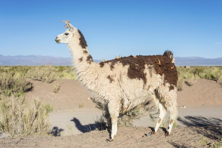 Салинас-Грандес. В какой пустыне нет песка?