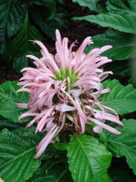 Юстиция телесная (Justicia carnea) Юстиция телесная (Justicia carnea)