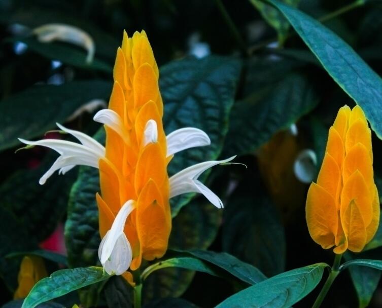 Белопероне Белопероне