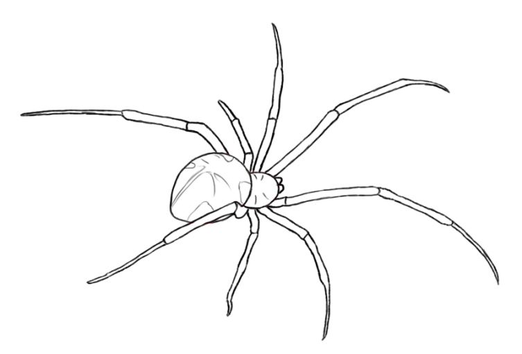 Паук Фед Паук Фед