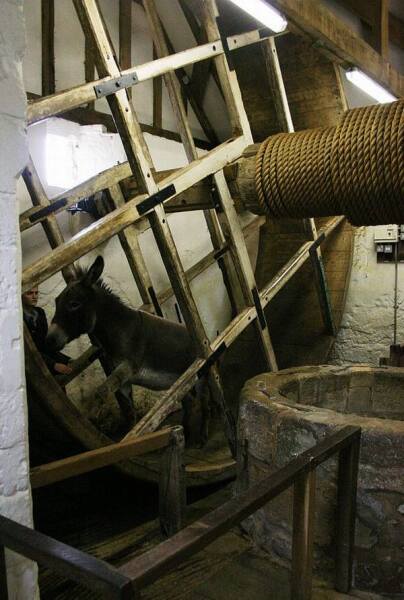 Осел добывает воду из колодца в замке Карисбрук на острове Уайт