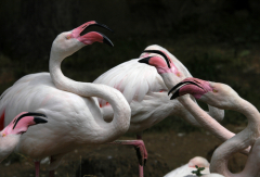 Психологи считают, что без конфликта невозможно развитие отношений.
