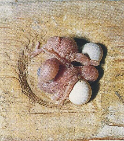 Как разводить волнистых попугаев в домашних условиях? Личный опыт Как разводить волнистых попугаев в домашних условиях? Личный опыт