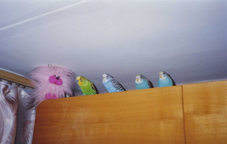 Учатся летать с мебельной стенки Учатся летать с мебельной стенки