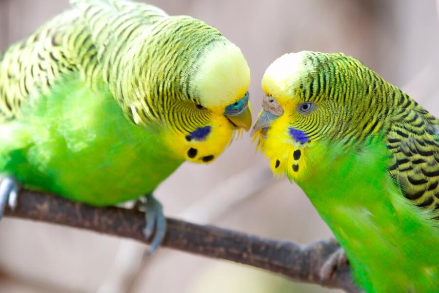 Как разводить волнистых попугаев в домашних условиях? Личный опыт