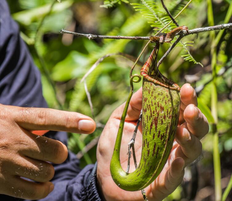 Хищное растение Nepenthes northiana