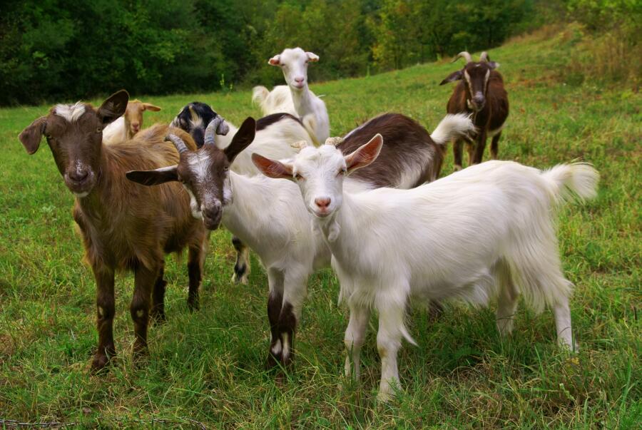 Каким должно быть пастбище для коз?