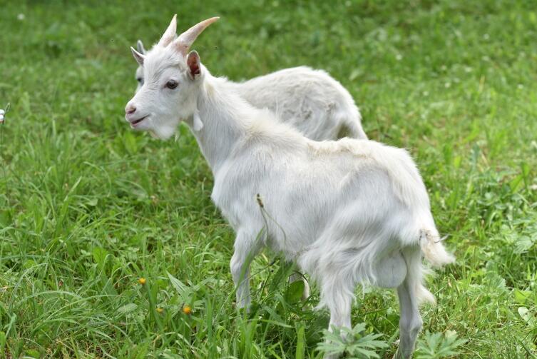 Каким должно быть пастбище для коз?