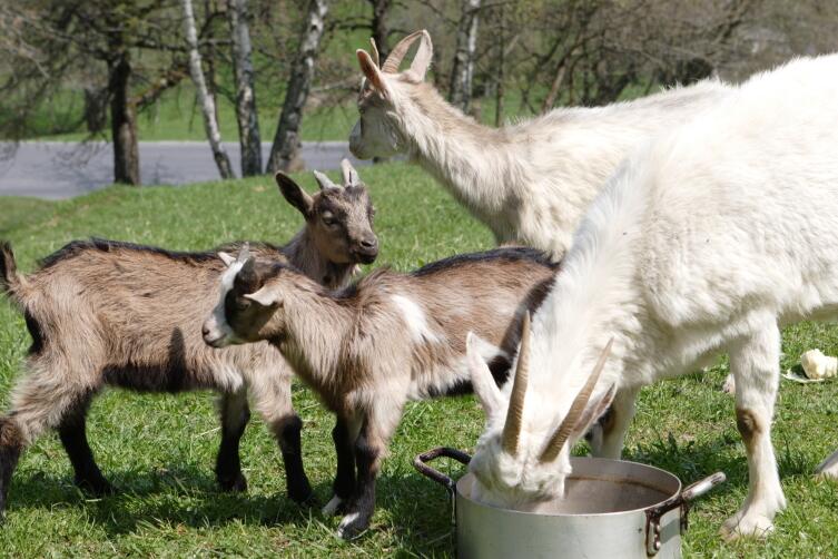 Каким должно быть пастбище для коз?