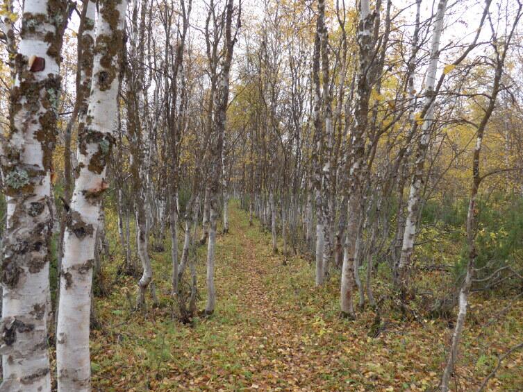 Березовая аллея