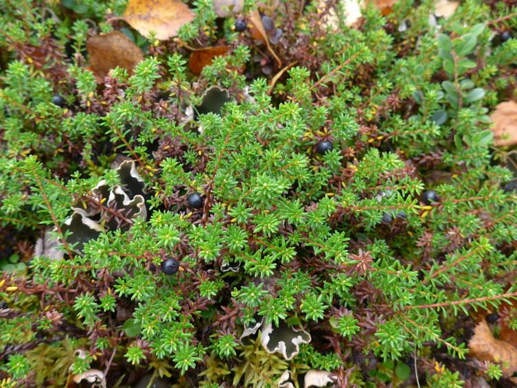 Водяника-психа