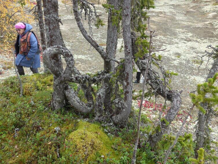 Завязанные в узел стволы елок