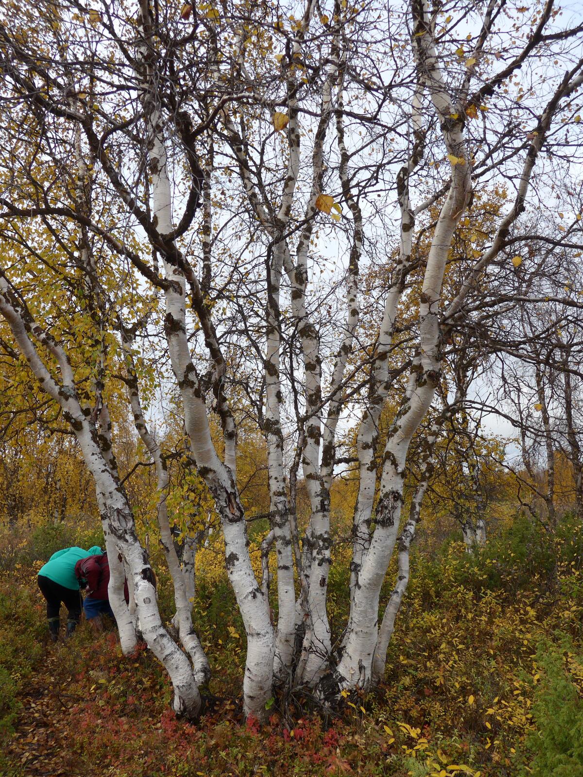 северная береза. берёзка на севере. берёзка на севере. крестовая береза соловки. полярная береза.