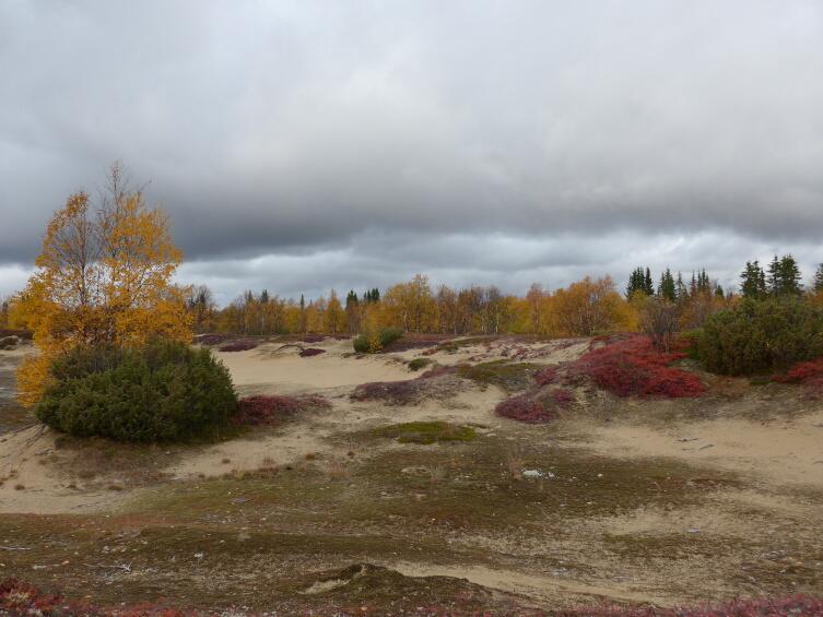 Ярей, кусты можжевельника