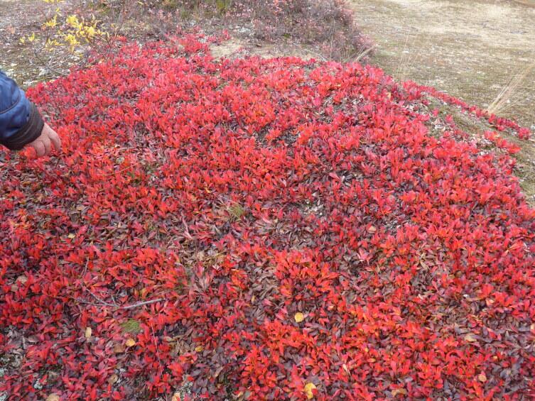 Арктоуз альпийский