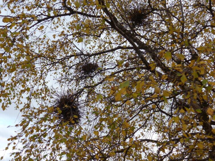 «Ведьмины» метелки