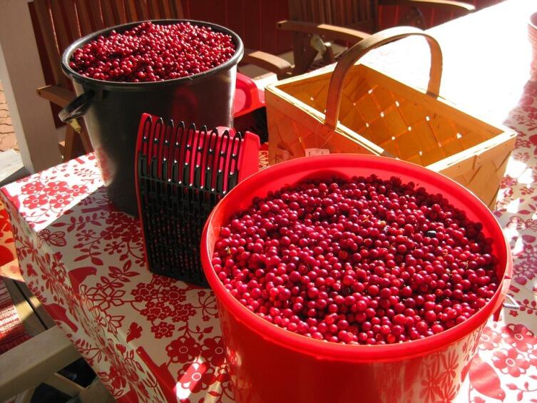 Собранная брусника в ведрах