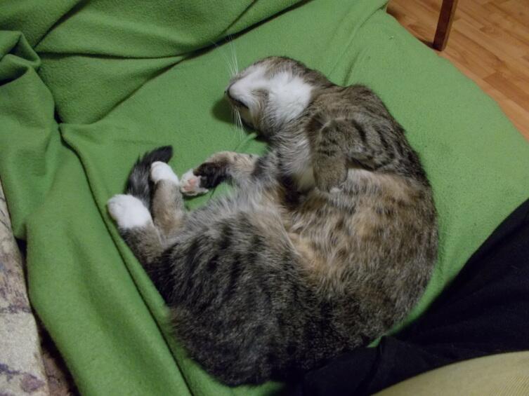 Дзен на одеяле