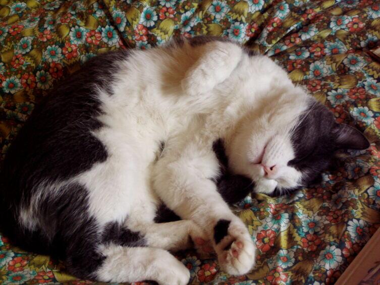 Дзен на раскладушке