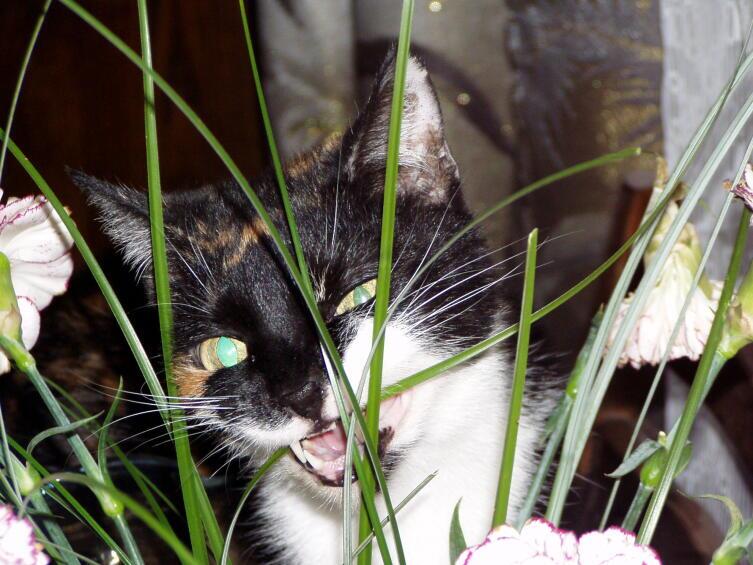 Захотелось гвоздички…