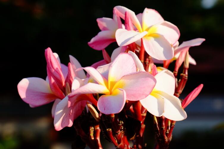 Как вырастить плюмерию — буддийский символ бессмертия и любимый цветок Кришны?