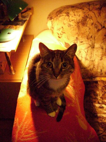 Человек — ты разумен?