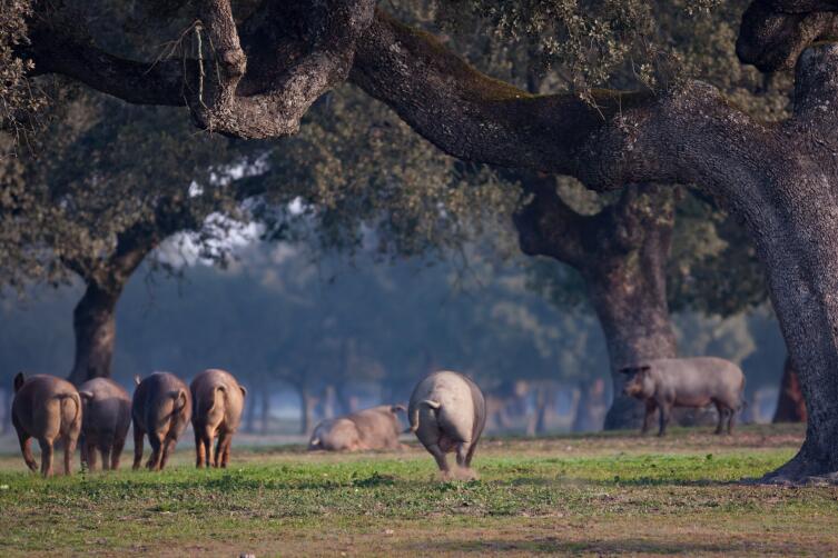 Пастбище под кронами дубов