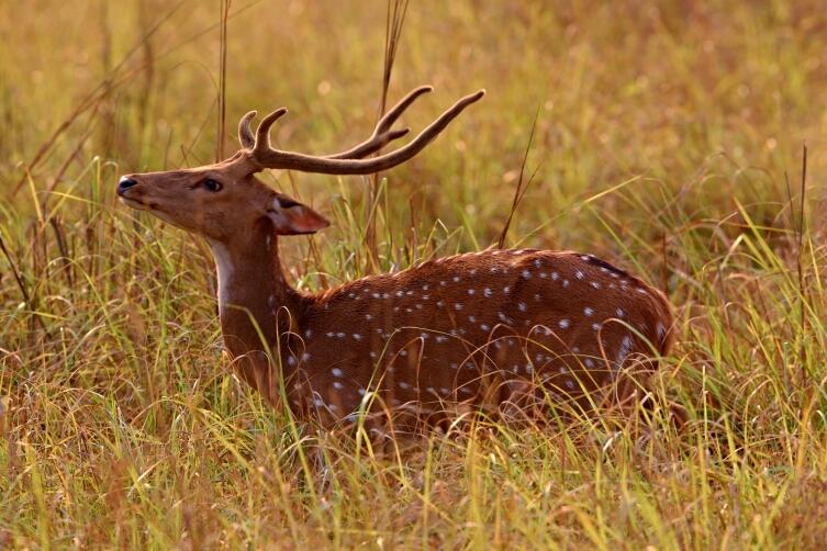 Что олень может сбросить, а обманутый муж — нет? Рога и их назначение
