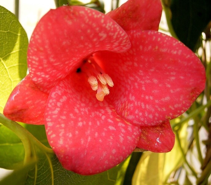 Лапажерия Лапажерия