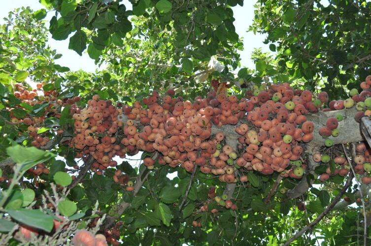 Плоды сикомора Плоды сикомора