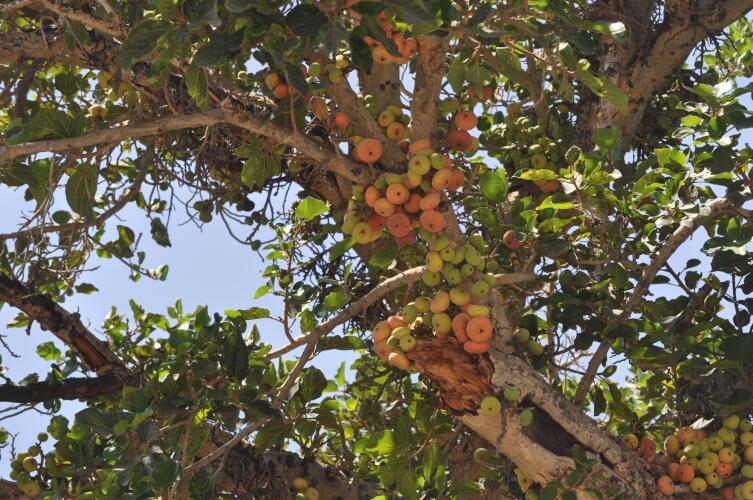 Сикомор Сикомор