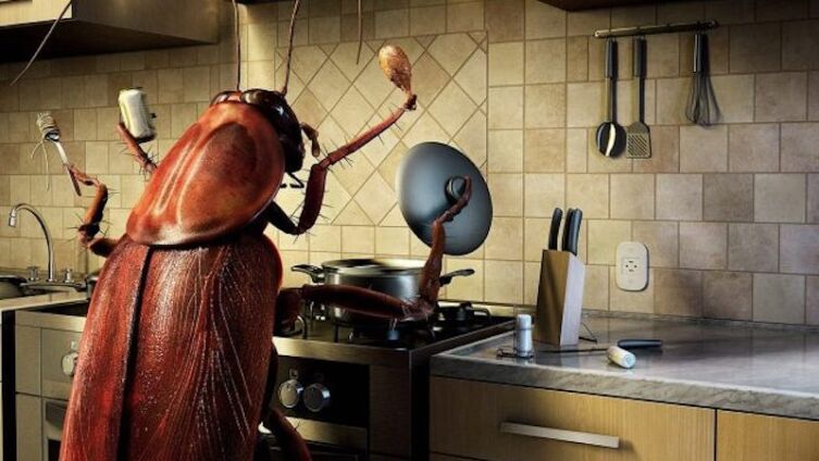 Уничтожение тараканов своими руками. Что для этого потребуется и чем опасны насекомые?