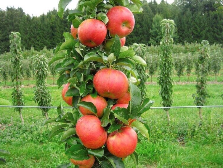 На что обратить внимание при выращивании колоновидной яблони?