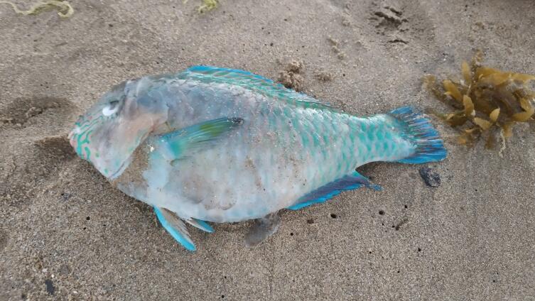 Рыба попугай Рыба попугай