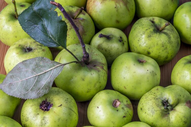 Как одиноким женщинам правильно гадать на недозревших яблоках?