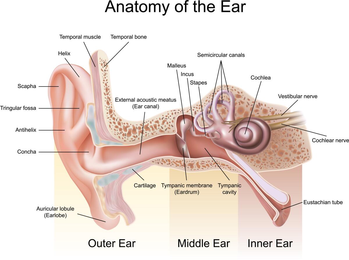 Строение наружного и среднего уха