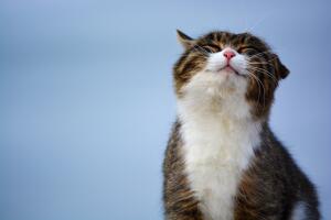 И конечно же чаще всего кошки мурлыкают, когда они счастливы, довольны, удовлетворены жизнью и благодарны...