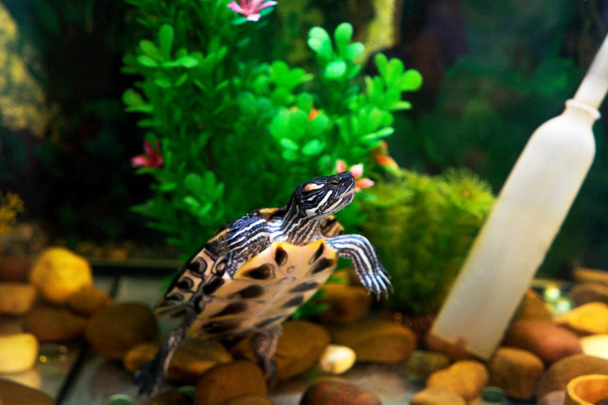 Раздел 1: Основные принципы кормления