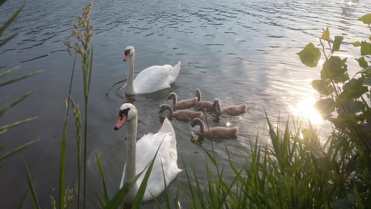 Где посмотреть на животных в Вене? Где посмотреть на животных в Вене?