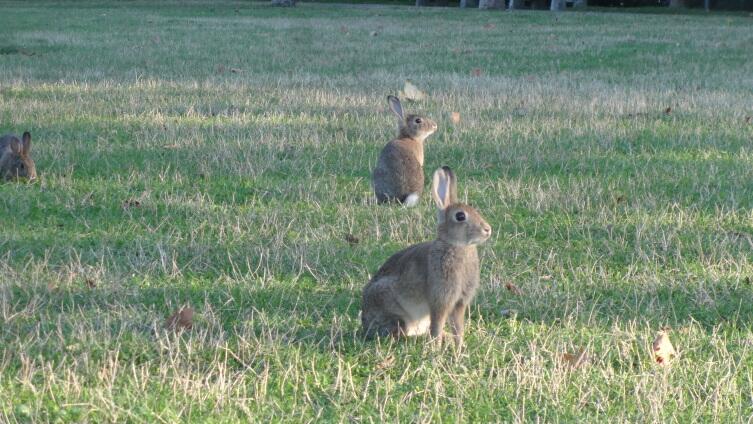 Где посмотреть на животных в Вене? Где посмотреть на животных в Вене?