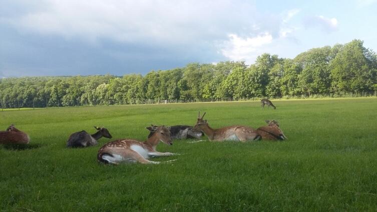 Где посмотреть на животных в Вене? Где посмотреть на животных в Вене?