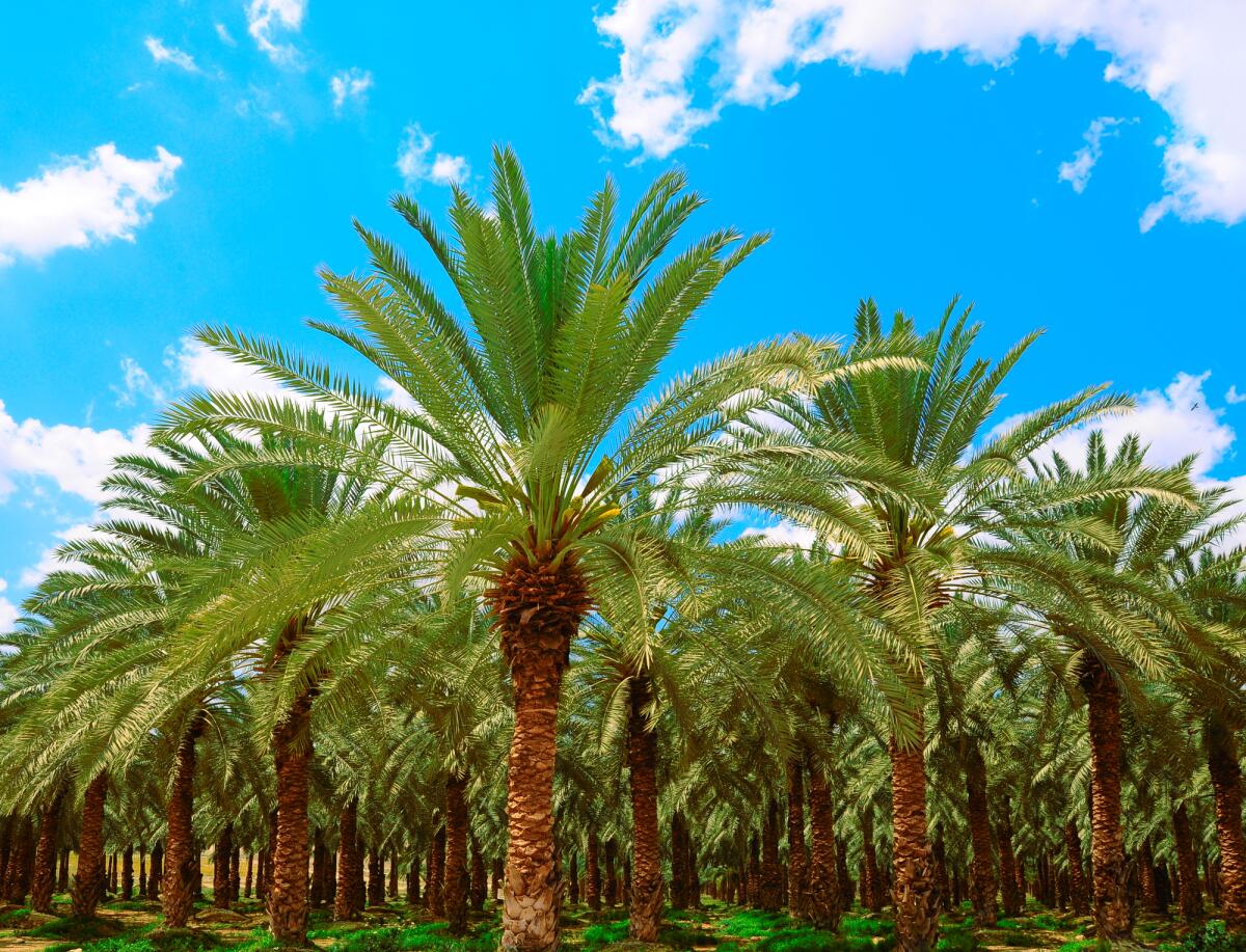 Биология финиковой пальмы