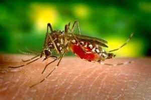 Правда ли, что комары – безжалостные вампиры?