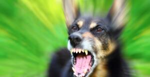 ОБЖ горожанина: как вести себя при встрече с агрессивно настроенными собаками?