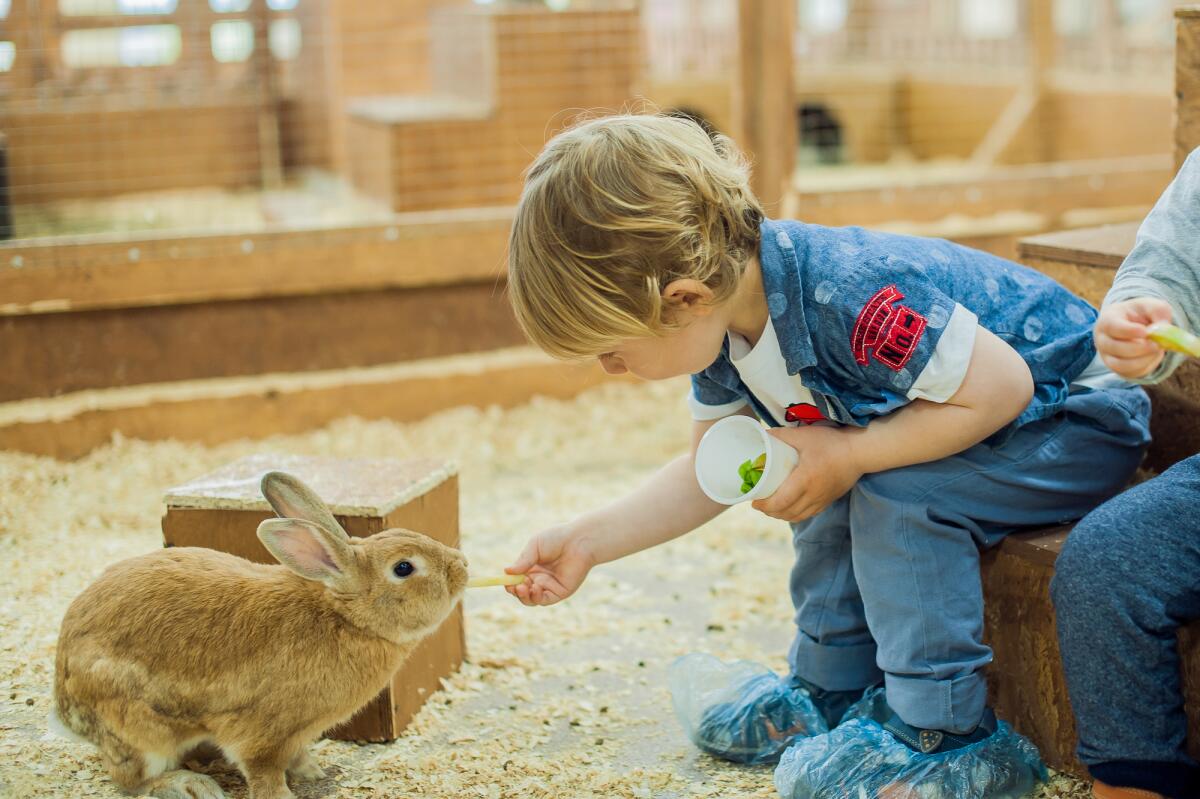 Дети ухаживают за животными. Дети с животными. Кролик для детей. Дети в контактном зоопарке. Дети играют с животными.