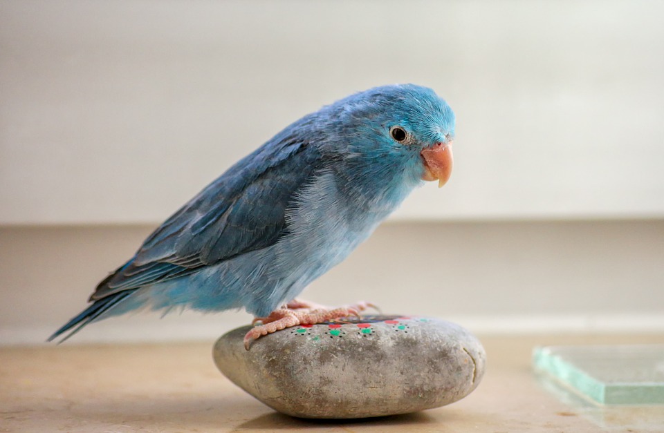 Как научить попугая разговаривать? | Животные | ШколаЖизни.ру