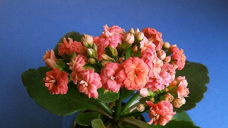 Каланхое Блоссфельда