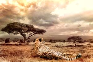 Какие хищники Африки — самые успешные охотники?