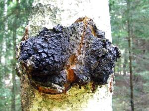В березовых лесах на стволах старых деревьев можно встретить удивительный гриб, который издревле применяется в народной медицине.