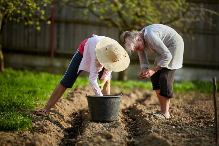 Как вырастить хороший урожай картофеля на любой почве?